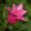 Tulipa fleur de lis 'China Pink' PB 4